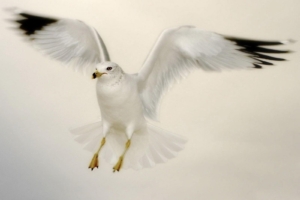 Flying Dove5610817483 300x200 - Flying Dove - Labrador, Flying, Dove